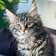 Alya a rejoint le concours — aidez-le/la à gagner de superbes lots ! cat, closeup, cozy, curious, ears, fur, green_eyes, home, houseplant, indoor, kitten, long_hair, mammal, pet, plant_pot, portrait, sleeve, sofa, tabby, whiskers