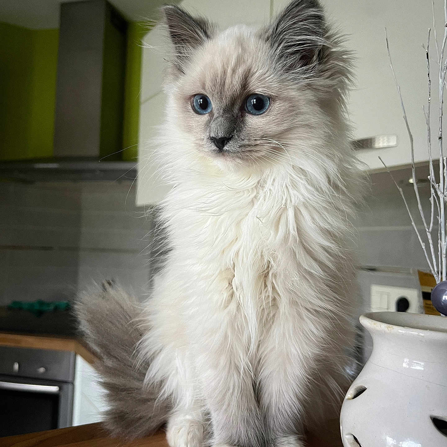 Yumi participe au concours pour gagner de l'argent avec cette photo : angora, animal, art, cat, cookware, flower, hardwood, indoors, interiordesign, jar, kitten, manx, pet, plywood, porcelain, pot, pottery, shelf, siamese, wood