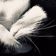 Pixel a rejoint le concours — aidez-le/la à gagner de superbes lots ! animal, bodypart, cat, claw, clothing, computer, computerhardware, couch, electronics, fur, furniture, hardware, hook, kitten, laptop, mouth, person, pet, rabbit, sleeping