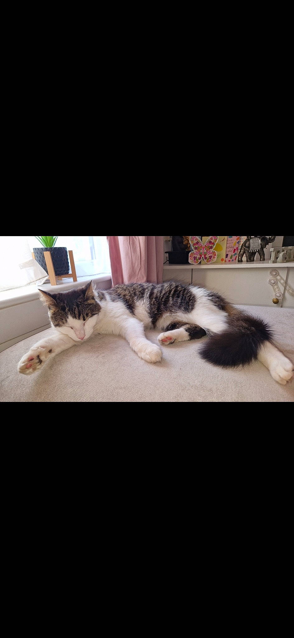 Arlo joined the competition — help win amazing prizes! carnivore, cat, cloud, comfort, domestic_short_haired_cat, felidae, flooring, fur, hardwood, mammal, metal, paw, photo_caption, room, sky, small_to_medium_sized_cats, tail, vertebrate, whiskers, wood