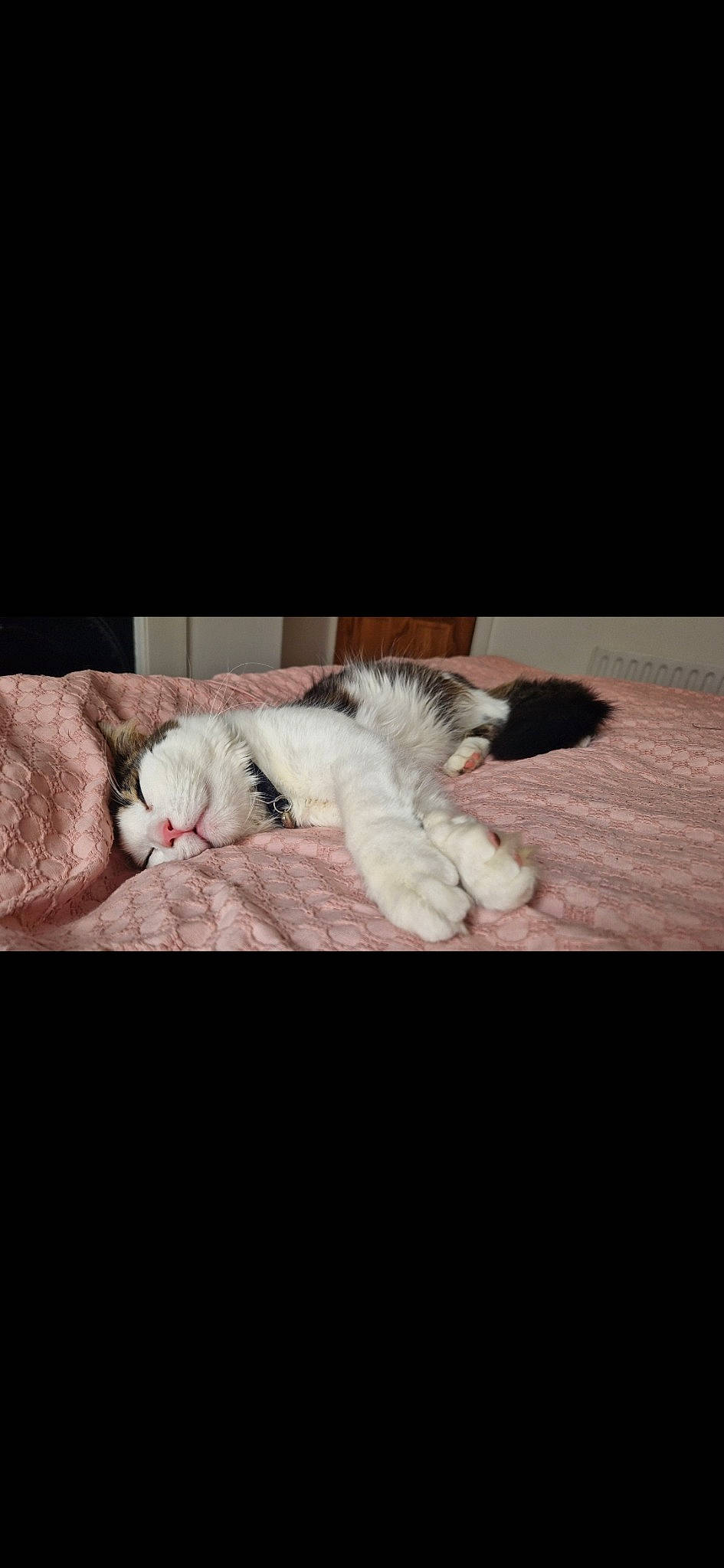 Arlo is registered to the contest to win money with this photo: cat, claw, cloud, comfort, companion_dog, darkness, dog_breed, felidae, flooring, fur, hardwood, human_leg, linens, paw, room, small_to_medium_sized_cats, tail, toy_dog, whiskers, wood