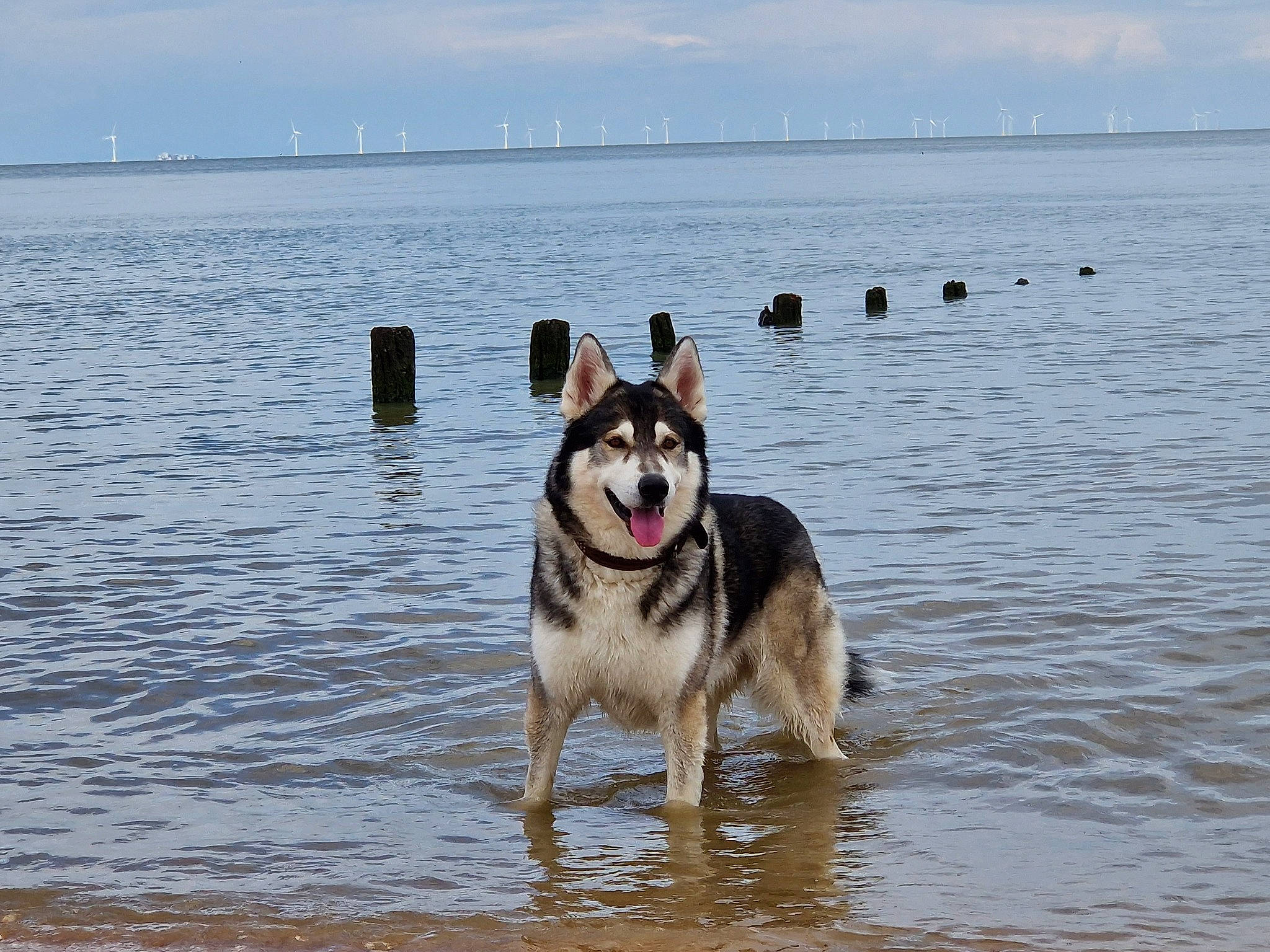 Max is registered to the contest to win money with this photo: beach, canidae, carnivore, cloud, companion_dog, dog, dog_breed, fawn, herding_dog, horizon, lake, ocean, pet_supply, sky, snout, sporting_group, water, wildlife, working_animal, working_dog