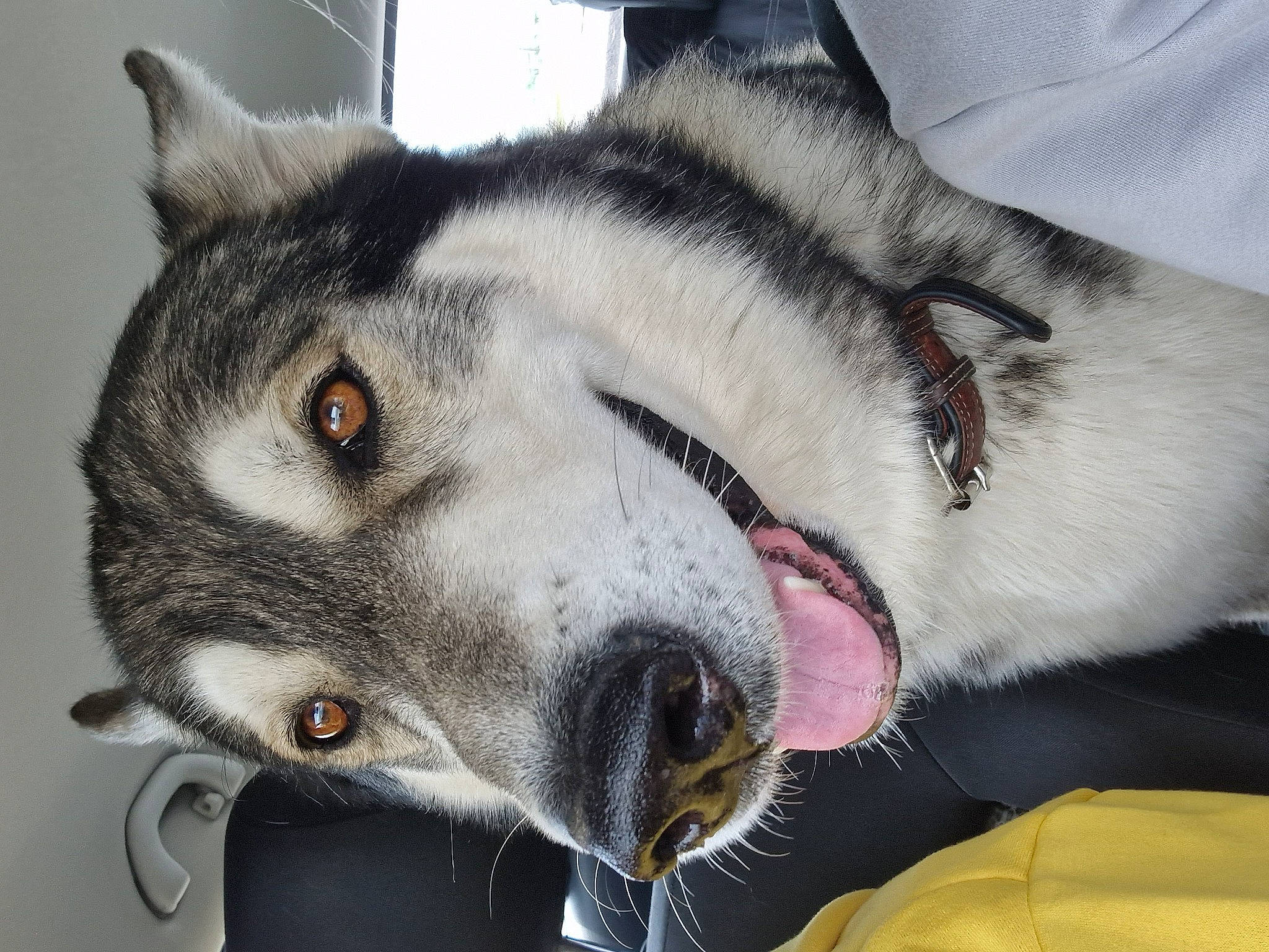 Max is registered to the contest to win money with this photo: canidae, canis, carnivore, collar, dog, dog_breed, fang, fur, grey, non_sporting_group, sled_dog, snout, terrestrial_animal, whiskers, wolf, working_dog