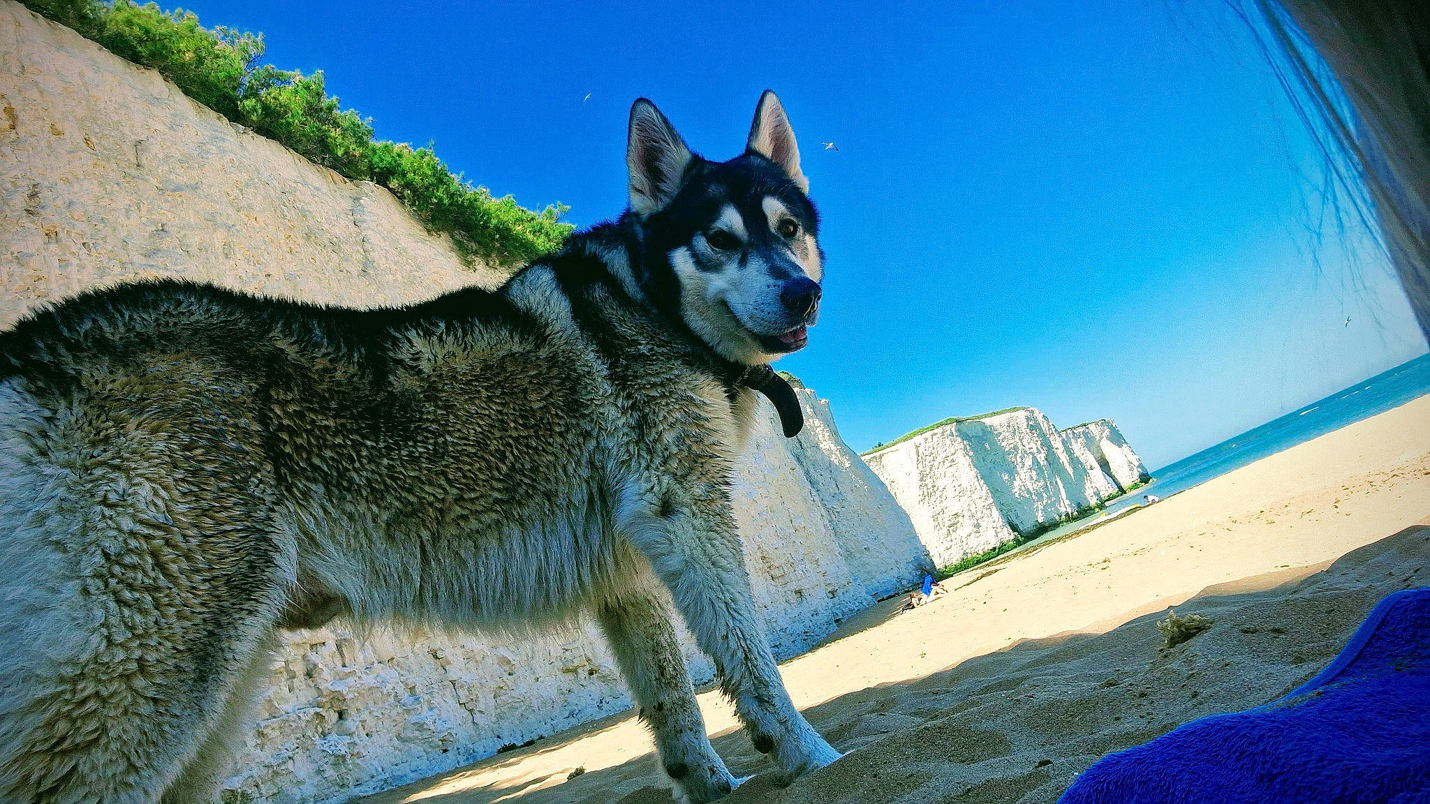 Max is registered to the contest to win money with this photo: blue, canidae, canis, carnivore, dog, dog_breed, electric_blue, fur, landscape, sky, sled_dog, slope, sporting_group, tail, terrestrial_animal, travel, tree, winter, wolf, working_dog