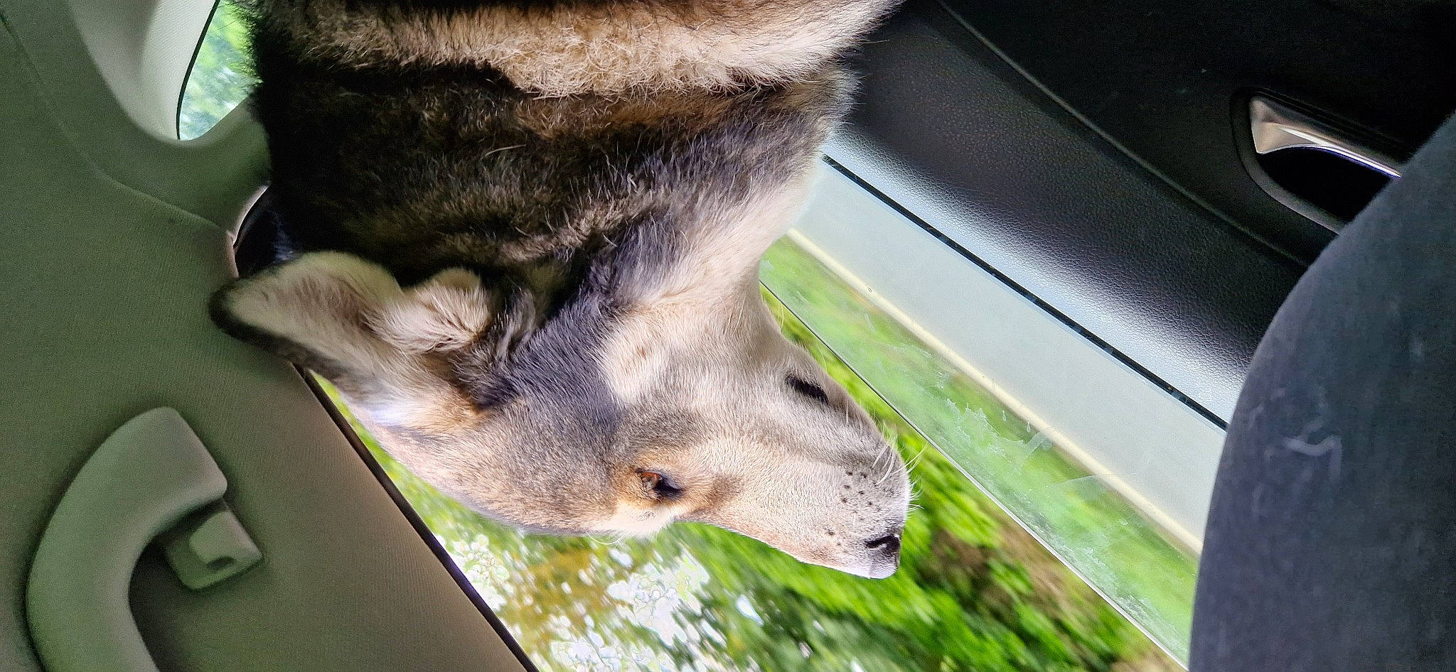 Max is registered to the contest to win money with this photo: automotive_mirror, canidae, carnivore, claw, dog, dog_breed, fawn, felidae, foot, fur, grass, human_leg, snout, sporting_group, tail, terrestrial_animal, whiskers, wildlife, windshield, working_animal