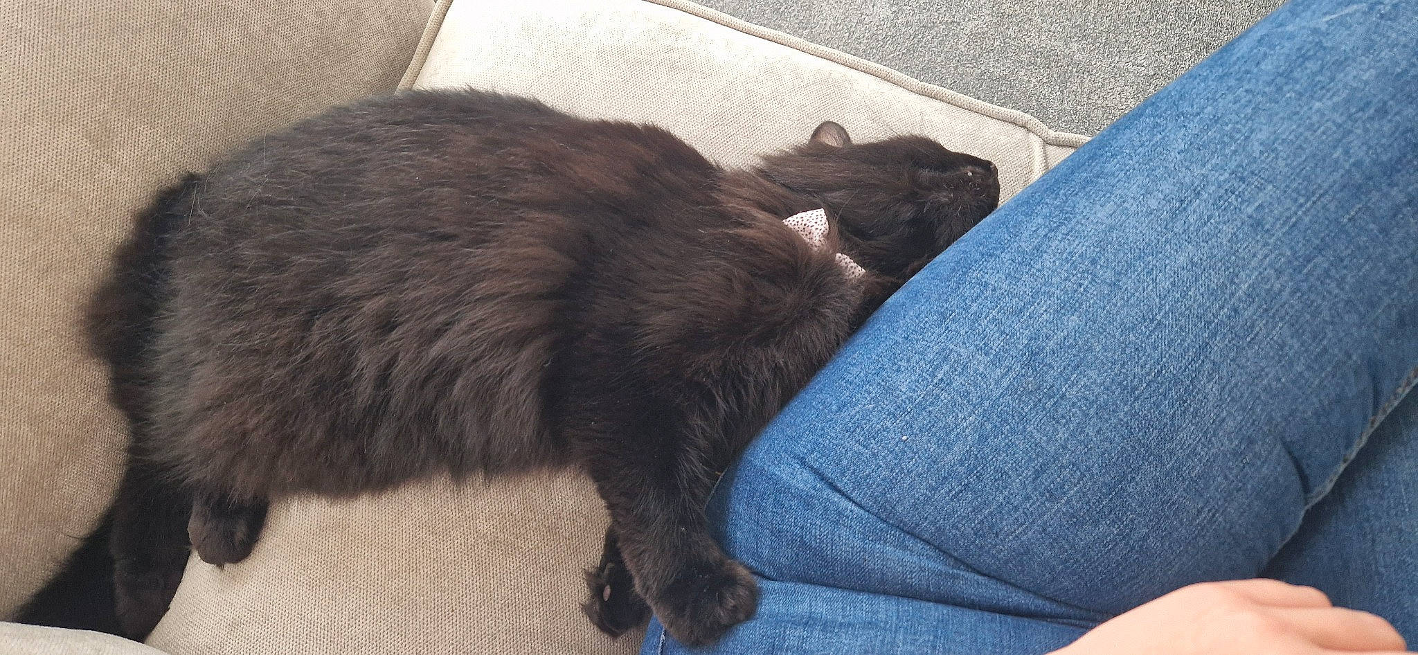 Beauty joined the competition — help win amazing prizes! black_cat, bombay, canidae, carnivore, cat, claw, comfort, denim, dog_breed, domestic_short_haired_cat, electric_blue, felidae, fur, liver, nap, paw, small_to_medium_sized_cats, tail, terrestrial_animal, whiskers