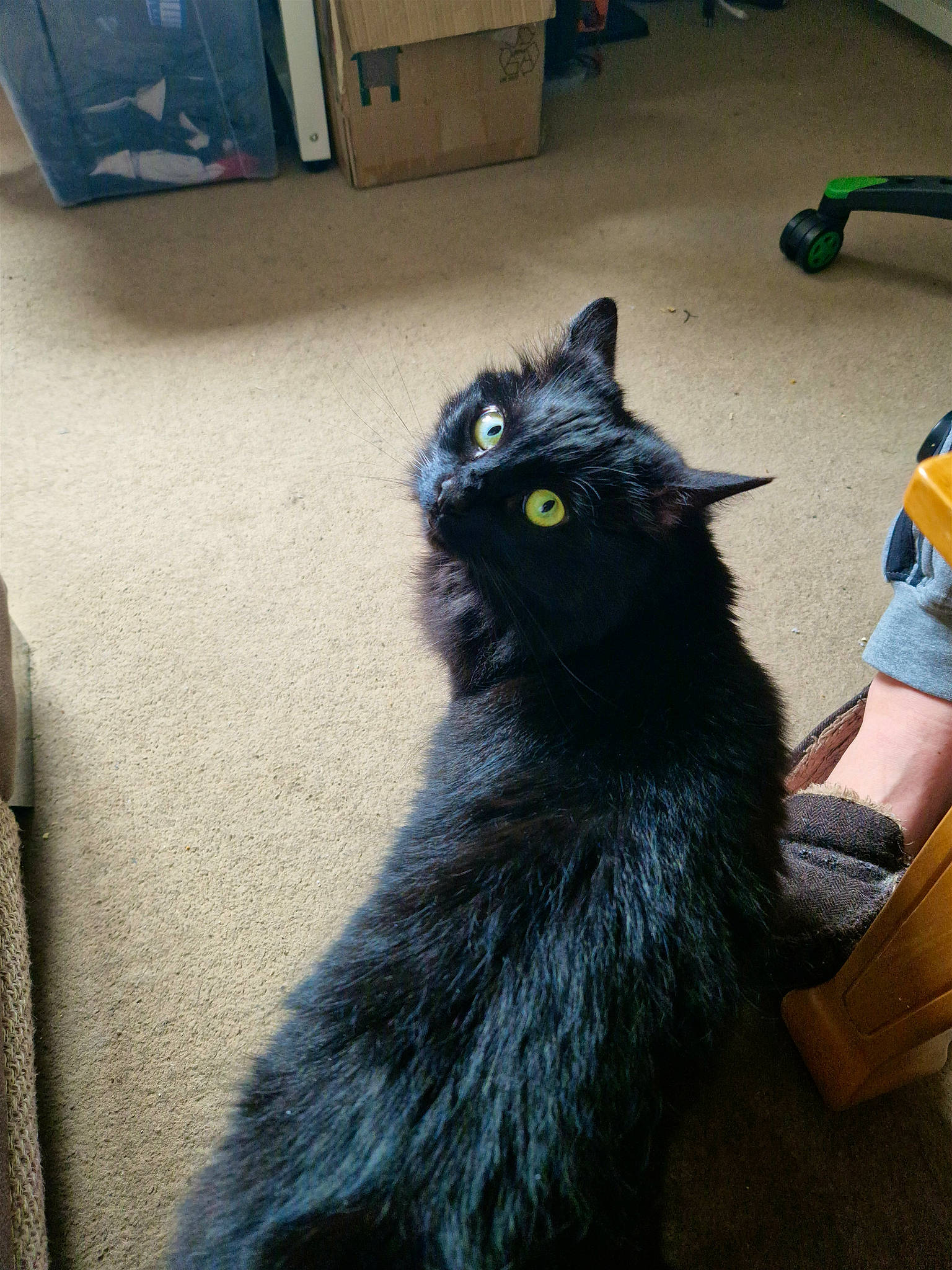 Beauty joined the competition — help win amazing prizes! black_cat, bombay, cabinetry, carnivore, cat, claw, comfort, domestic_short_haired_cat, drawer, felidae, flooring, fur, grey, paw, shelf, small_to_medium_sized_cats, snout, tail, terrestrial_animal, whiskers