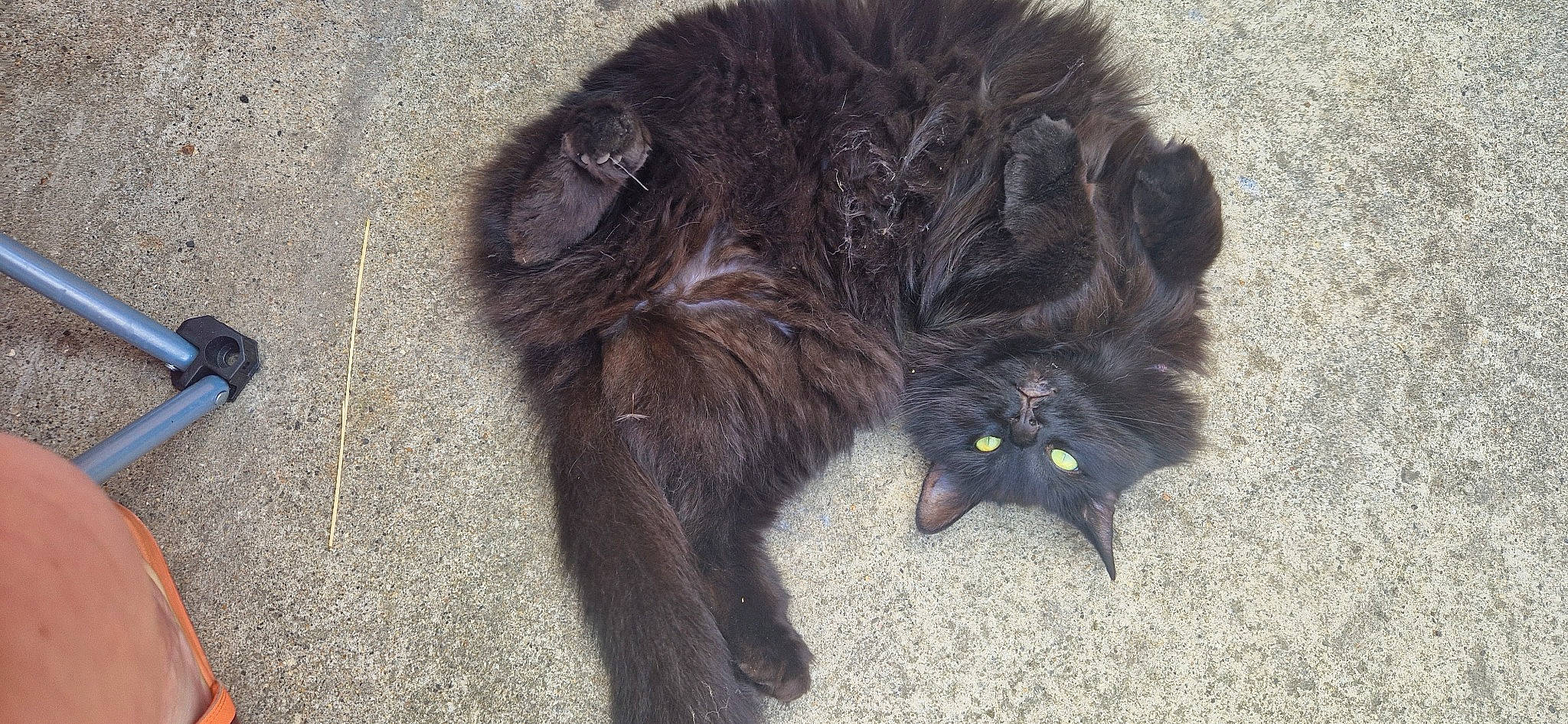 Beauty is registered to the contest to win money with this photo: black_cat, bombay, canidae, carnivore, cat, claw, comfort, dog_breed, felidae, foot, fur, liver, paw, small_to_medium_sized_cats, snout, sporting_group, tail, terrestrial_animal, whiskers