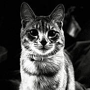 Tigrou participe au concours pour gagner de l'argent avec cette photo : cat, close_up, black_and_white, portrait, animal, feline, whiskers, collar, fur, eyes, pet, domestic_animal, looking, face, mammal, indoor, cute, alert, sitting, focused