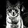 alert, animal, black_and_white, cat, close_up, collar, cute, domestic_animal, eyes, face, feline, focused, fur, indoor, looking, mammal, pet, portrait, sitting, whiskers