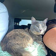 Princess a rejoint le concours — aidez-le/la à gagner de superbes lots ! animal, car_interior, cat, closeup, companion, cushion, feline, fur, gray_cat, headrest, indoor, person_arm, pet, relaxed, resting, seat, seatbelt, sunlight, travel, window