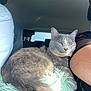 animal, car_interior, cat, closeup, companion, cushion, feline, fur, gray_cat, headrest, indoor, person_arm, pet, relaxed, resting, seat, seatbelt, sunlight, travel, window