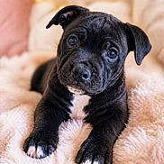 Bibou participe au concours pour gagner de l'argent avec cette photo : puppy, dog, black_dog, cute, pet, animal, fluffy_blanket, indoor, portrait, young_dog, expression, looking_at_camera, cozy, soft_lighting, close_up, whiskers, ears, paws, nose, fur