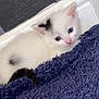 Snowball is registered to the contest to win money with this photo: kitten, cat, white_cat, black_spots, blue_eyes, fluffy, blanket, indoor, corner, floor, cute, pet, animal, young, small, fur, resting, cozy, curious, domestic_cat