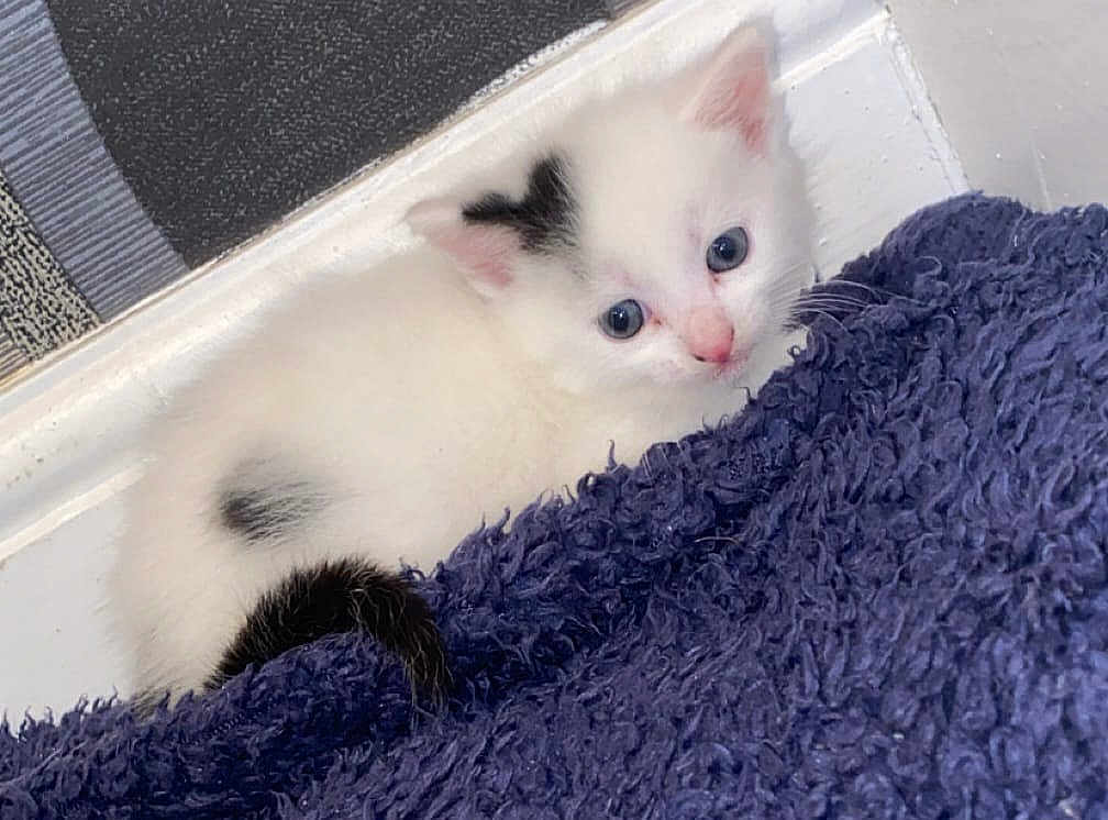 Snowball is registered to the contest to win money with this photo: kitten, cat, white_cat, black_spots, blue_eyes, fluffy, blanket, indoor, corner, floor, cute, pet, animal, young, small, fur, resting, cozy, curious, domestic_cat