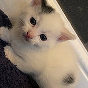 Snowball is registered to the contest to win money with this photo: kitten, cat, white_cat, black_spots, cute, pet, animal, indoor, floor, fur, young, small, looking, resting, domestic_cat, whiskers, ears, curious, cozy, texture