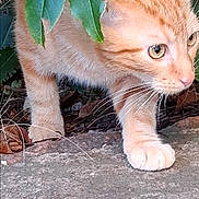 Bouba participe au concours pour gagner de l'argent avec cette photo : alert, animal, cat, close_up, curious, daylight, feline, foliage, green_leaves, ground, mammal, nature, orange_tabby, outdoor, paws, pet, small_animal, stone_surface, whiskers, wildlife