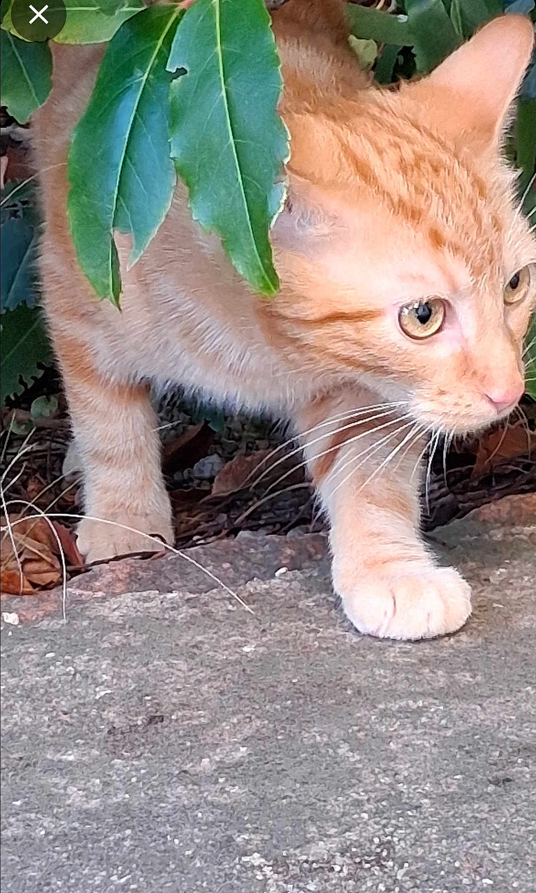 Bouba