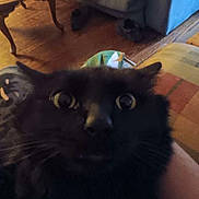 Binx is registered to the contest to win money with this photo: animal, black_cat, cat, close_up, couch, domestic, face, fur, furniture, household, indoor, living_room, looking, pet, portrait, surprised, table, whiskers, wide_eyes, wooden_floor