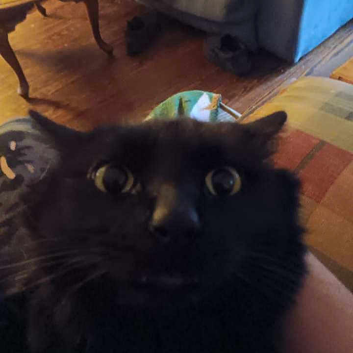 Binx is registered to the contest to win money with this photo: animal, black_cat, cat, close_up, couch, domestic, face, fur, furniture, household, indoor, living_room, looking, pet, portrait, surprised, table, whiskers, wide_eyes, wooden_floor