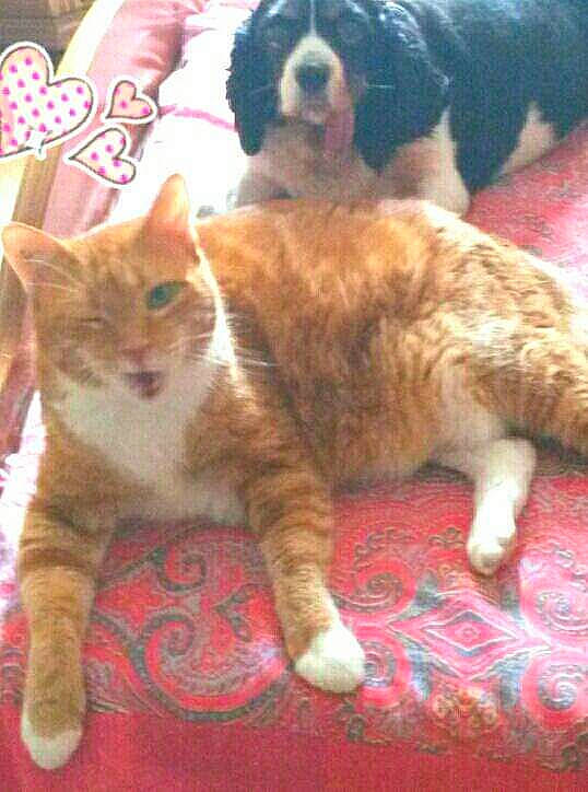 Titi a rejoint le concours — aidez-le/la à gagner de superbes lots ! carnivore, carpet, cat, companion_dog, dog, dog_breed, domestic_short_haired_cat, fawn, felidae, flooring, fur, giant_dog_breed, small_to_medium_sized_cats, tail, terrestrial_animal, toe, vertebrate, whiskers, working_animal, working_dog