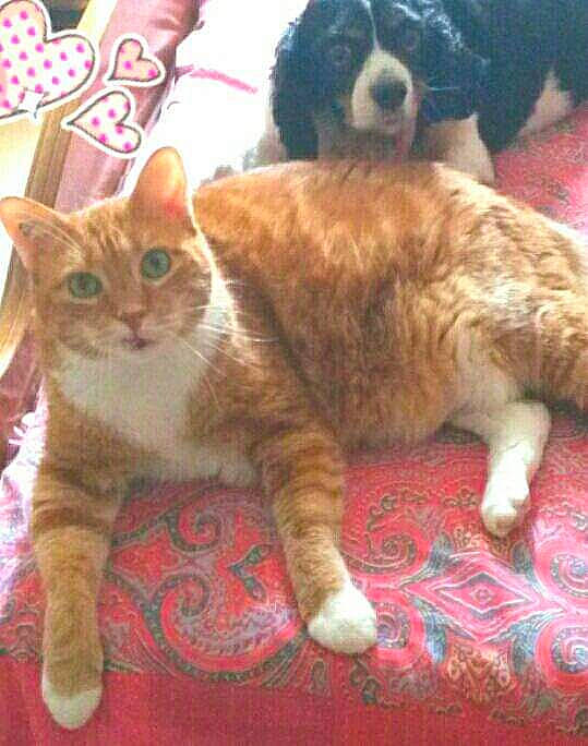 Titi participe au concours pour gagner de l'argent avec cette photo : carnivore, carpet, cat, dog_breed, domestic_short_haired_cat, fawn, felidae, flooring, fur, kitten, linens, paw, small_to_medium_sized_cats, tail, terrestrial_animal, toe, vertebrate, whiskers, working_animal, working_dog