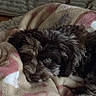 animal, bed, blanket, brown_fur, close_up, cozy, cuddling, curly_fur, dog, green_eye, home, indoors, pet, portrait, puppy, relaxed, resting, scruffy_fur, sleeping, soft_texture