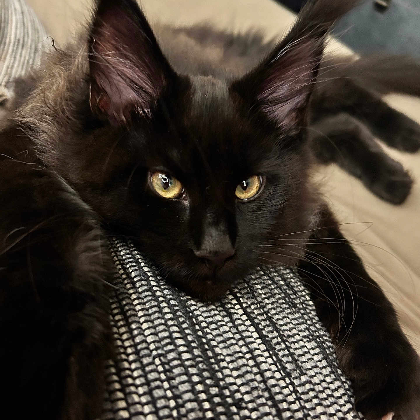Archibald