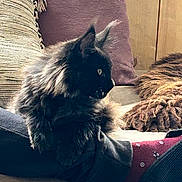 Archibald participe au concours pour gagner de l'argent avec cette photo : cat, black_cat, fluffy, legs, socks, red_socks, patterned_socks, pants, couch, pillow, purple_pillow, brown_pillow, wooden_wall, indoor, pet, relaxing, cozy, home, furniture, animal