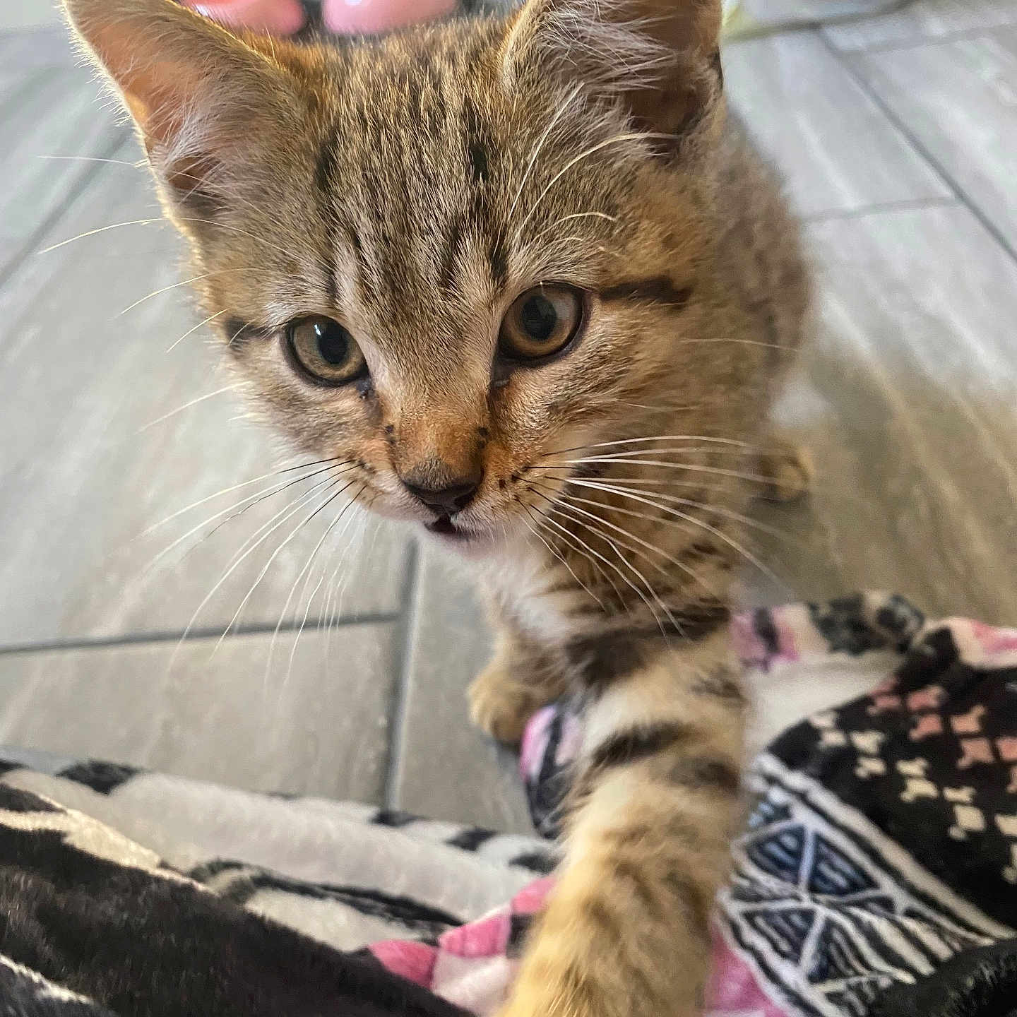 Tigs is registered to the contest to win money with this photo: animal, brown, close_up, curious, cute, domestic_cat, eyes, feline, floor_tile, indoor, kitten, paw, pet, playful, small, soft_fur, striped_fur, tabby_cat, whiskers, young_cat