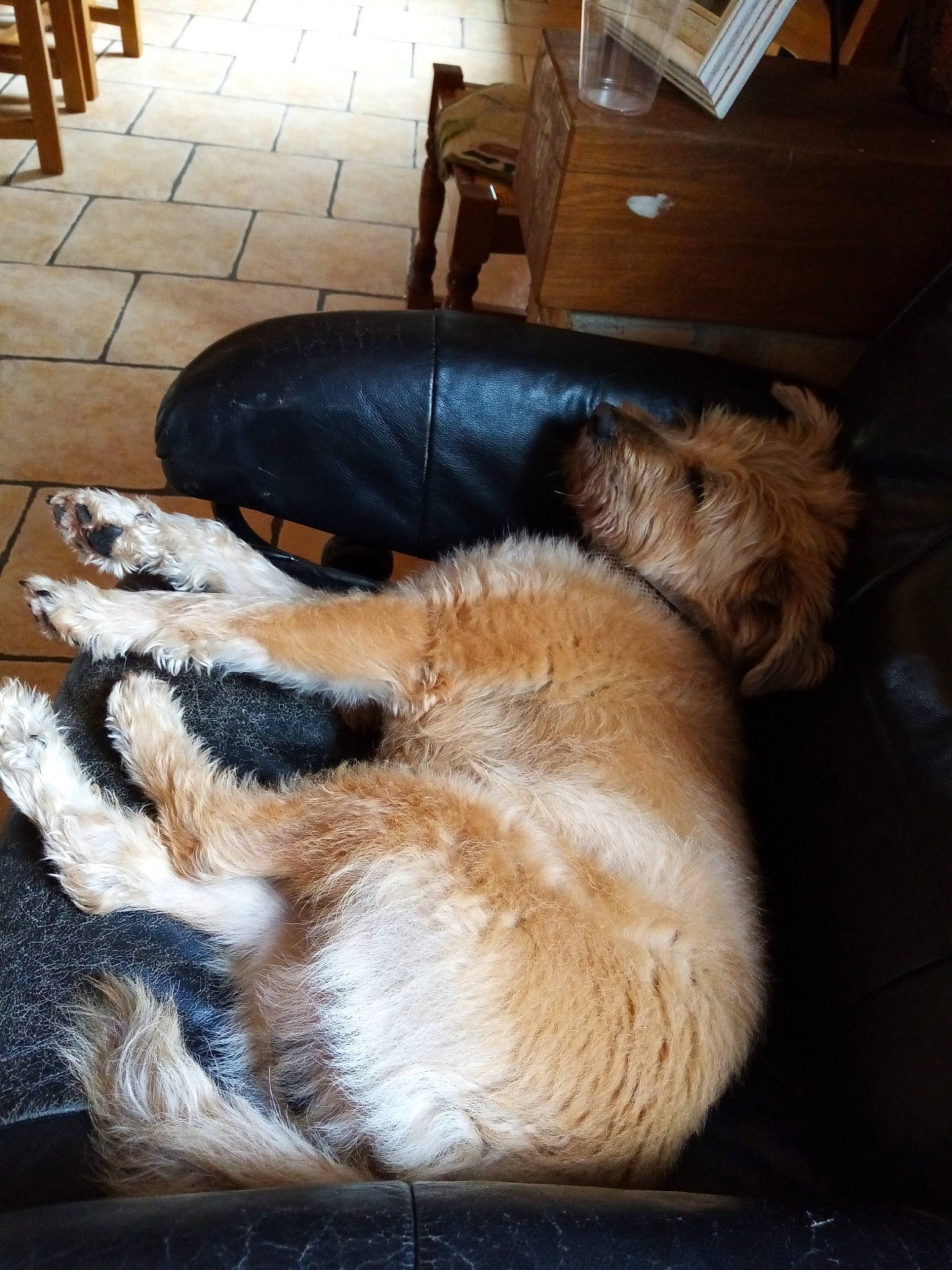 Dino a rejoint le concours — aidez-le/la à gagner de superbes lots ! border_terrier, canidae, carnivore, companion_dog, dog, dog_breed, fox_terrier, mammal, snout, terrier