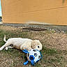 Blue participe au concours pour gagner de l'argent avec cette photo : puppy, dog, cream_fur, outdoor, grass, lawn, toy_ball, blue_ball, paw_print, lying_down, relaxed, playful, animal, pet, floppy_ears, tail, garden, building, ground, daylight