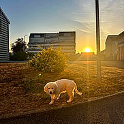 Blue a rejoint le concours — aidez-le/la à gagner de superbes lots ! puppy, dog, golden_retriever, pet, animal, outdoor, sunset, sunlight, neighborhood, residential, street, sidewalk, grass, bush, buildings, urban, landscape, golden_hour, portrait, walk
