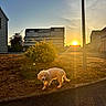 puppy, dog, golden_retriever, pet, animal, outdoor, sunset, sunlight, neighborhood, residential, street, sidewalk, grass, bush, buildings, urban, landscape, golden_hour, portrait, walk