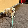 Blue a rejoint le concours — aidez-le/la à gagner de superbes lots ! dog, puppy, golden_retriever, canine, pet, animal, outdoor, sunny, pavement, leash, walking, standing, happy, smiling, fluffy, cream_fur, tail, red_door, stucco_wall, portrait