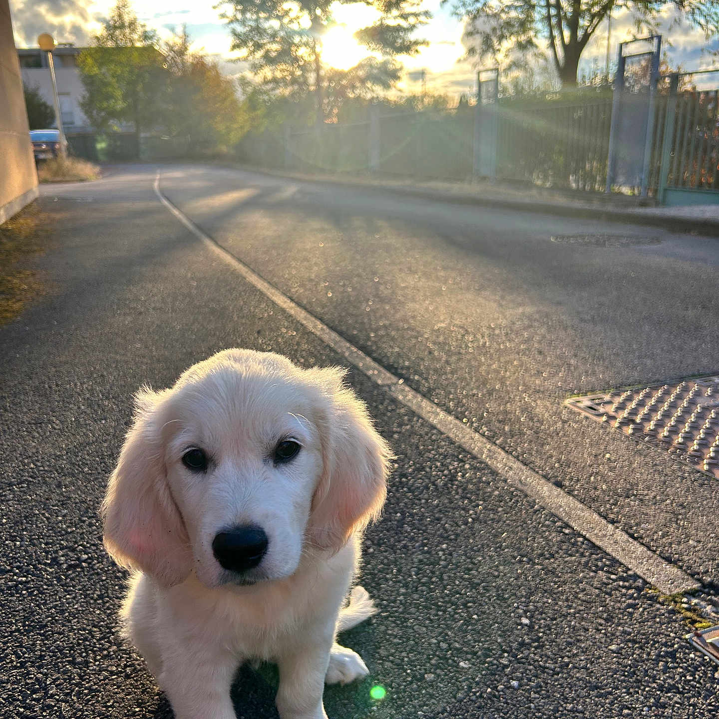 Blue participe au concours pour gagner de l'argent avec cette photo : dog, puppy, golden_retriever, sitting, outdoor, street, road, sunset, sunlight, backlighting, fluffy, white_fur, portrait, pet, animal, trees, fence, neighborhood, clouds, asphalt