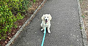 Blue a rejoint le concours — aidez-le/la à gagner de superbes lots ! dog, puppy, white_dog, fluffy, sitting, smiling, outdoor, sidewalk, leash, collar, urban, street, pathway, hedge, bushes, greenery, garden, road, pedestrian_crossing, daylight
