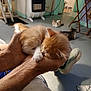 kitten, cat, sleeping, hand, indoor, floor, heater, furniture, person, animal, pet, cozy, relaxing, orange_cat, white_cat, multiple_cats, paw, shoe, home, resting