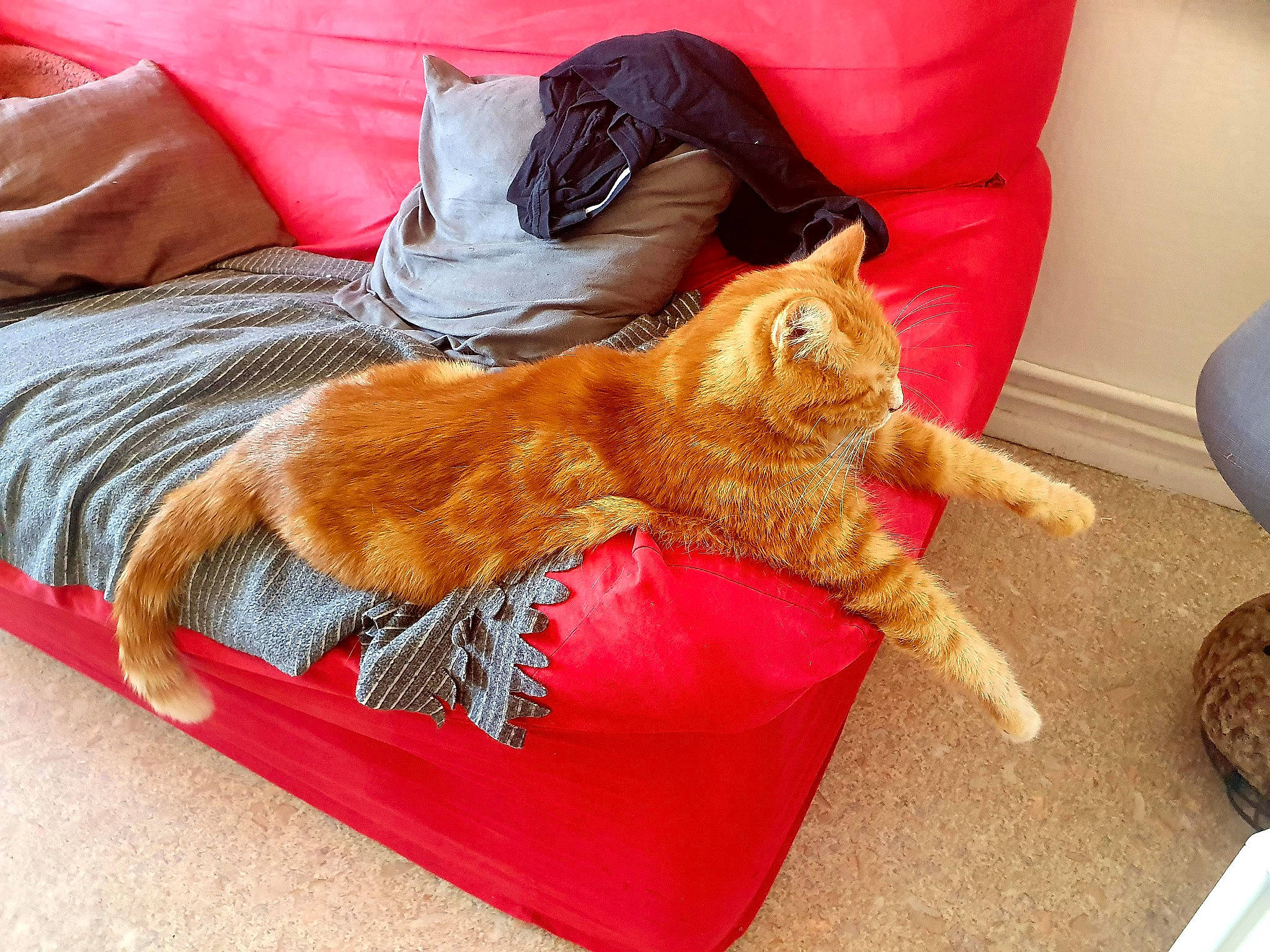 Horacio participe au concours pour gagner de l'argent avec cette photo : bag, carnivore, cat, claw, comfort, couch, domestic_short_haired_cat, fawn, felidae, fur, linens, luggage_and_bags, nap, orange, paw, room, small_to_medium_sized_cats, sporting_group, tail, whiskers