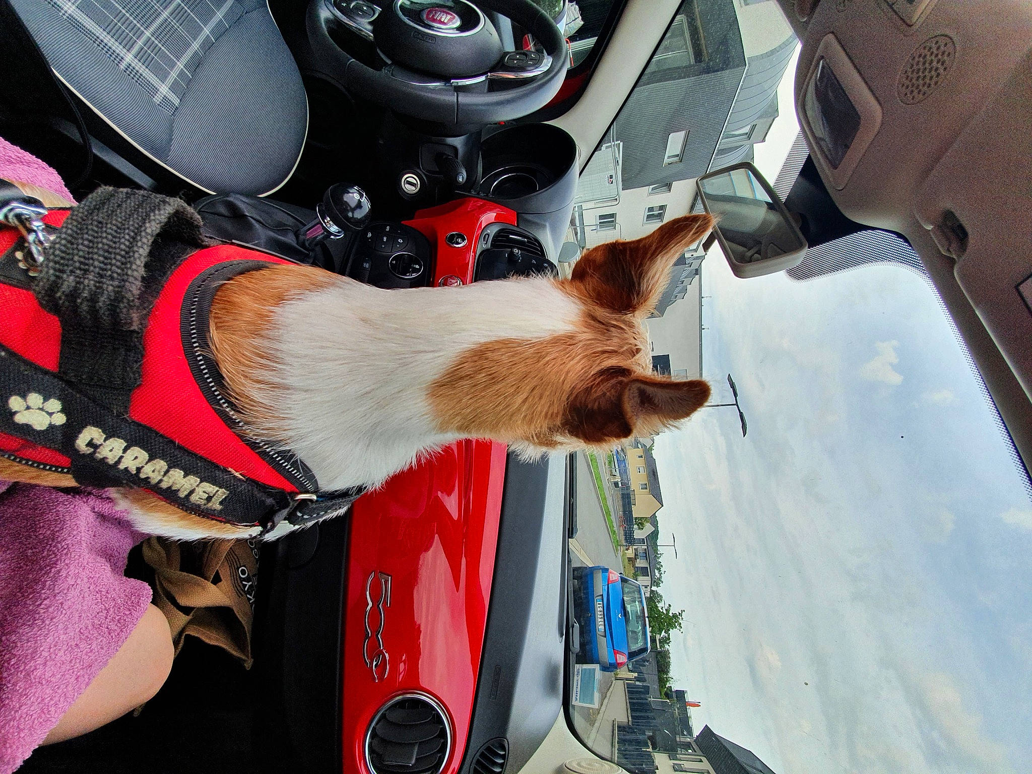 Caramel a rejoint le concours — aidez-le/la à gagner de superbes lots ! auto_part, automotive_design, automotive_exterior, automotive_lighting, automotive_tire, automotive_wheel_system, car, carnivore, dog, gauge, gear_shift, hood, light, motor_vehicle, personal_luxury_car, steering_wheel, tire, vehicle, vehicle_door, white