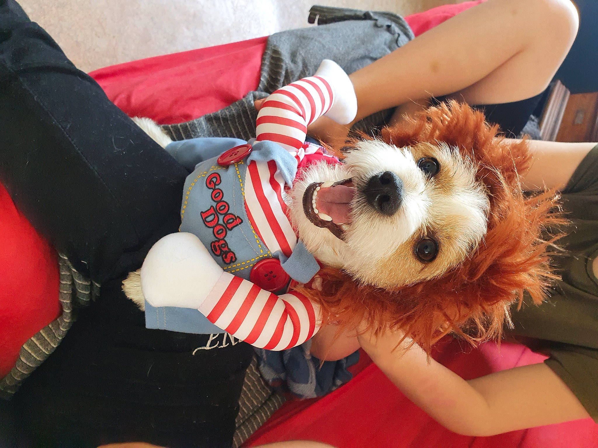 Caramel participe au concours pour gagner de l'argent avec cette photo : carnivore, comfort, companion_dog, dog, dog_breed, dog_clothes, eyewear, fawn, finger, fur, hand, human_leg, lap, nail, plaid, sunglasses, thigh, toy, toy_dog, wrist