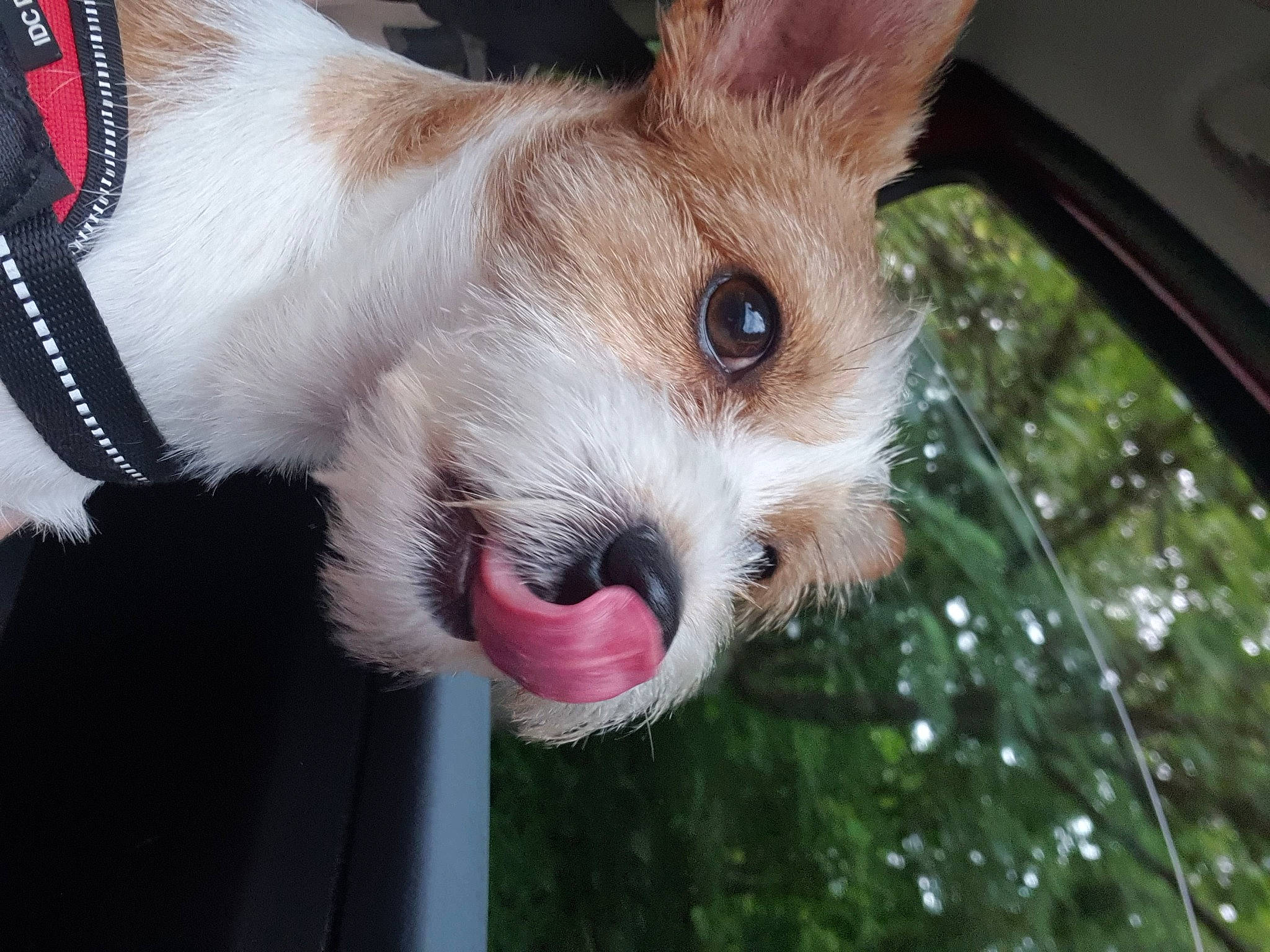 Caramel participe au concours pour gagner de l'argent avec cette photo : canidae, carnivore, collar, companion_dog, dog, dog_breed, dog_supply, ear, eye, fawn, fur, head, human_body, nose, snout, sporting_group, toy_dog, vehicle_door, whiskers, working_animal