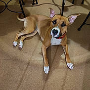Honey a rejoint le concours — aidez-le/la à gagner de superbes lots ! dog, brown_dog, white_paws, red_collar, carpet, floor, indoor, metal_chair, pet, animal, canine, resting, ears_up, looking_up, domestic, foot, human, shadow, furniture, home