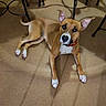 dog, brown_dog, white_paws, red_collar, carpet, floor, indoor, metal_chair, pet, animal, canine, resting, ears_up, looking_up, domestic, foot, human, shadow, furniture, home