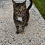 cat, tabby, green_eyes, whiskers, sidewalk, concrete, outdoor, grass, pet, animal, fur, tail, walking, curious, closeup, daylight, nature, mammal, paw, street