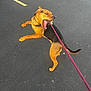 Bucky is registered to the contest to win money with this photo: dog, leash, parking_lot, black_tan_dog, playful, animal, pet, outdoor, pavement, yellow_lines, canine, muzzle, collar, walking, active, fur, tail, four_legs, side_view, daylight