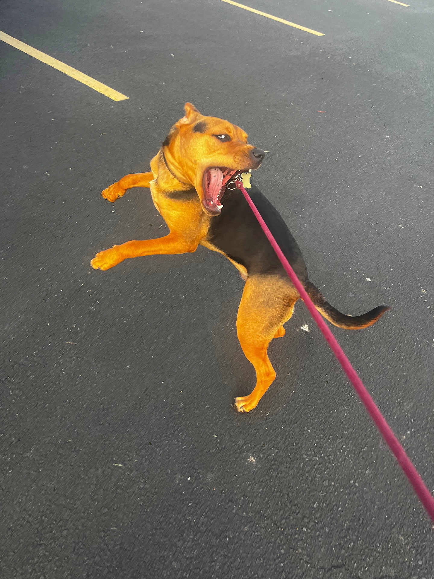 Bucky is registered to the contest to win money with this photo: dog, leash, parking_lot, black_tan_dog, playful, animal, pet, outdoor, pavement, yellow_lines, canine, muzzle, collar, walking, active, fur, tail, four_legs, side_view, daylight