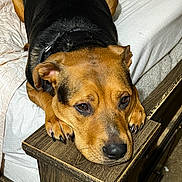 Bucky is registered to the contest to win money with this photo: dog, bed, wooden_furniture, black_coat, tan_coat, pet, resting, indoor, bedding, collar, floor, animal, fur, canine, head, paw, nail, expression, cute, domestic