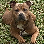 Blaze is registered to the contest to win money with this photo: animal, brown_dog, canine, collar, daylight, dog, ears, face, fur, grass, ground, leaf, looking_at_camera, lying_down, muzzle, nature, outdoor, paw, pet, resting