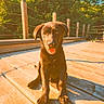 Athos a rejoint le concours — aidez-le/la à gagner de superbes lots ! puppy, dog, black_dog, outdoor, deck, wood, sunlight, trees, greenery, forest, nature, tongue_out, pet, young_dog, animal, happy, sitting, daylight, sky, playful